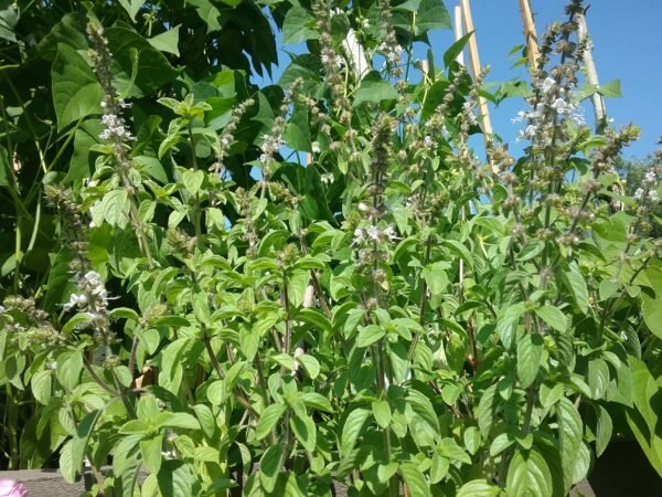 Camphor Basil Heirloom Seeds Grown in Sudbury, Ontario, Canada. Grown Organically. Heritage Hobby Seed Ark.