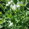 Mummy White Pea Heirloom Seeds Grown in Sudbury, Ontario, Canada. Grown Organically. Heritage Hobby Seed Ark.