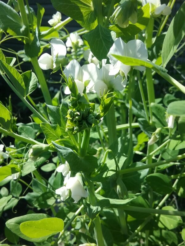 Mummy White Pea Heirloom Seeds Grown in Sudbury, Ontario, Canada. Grown Organically. Heritage Hobby Seed Ark.