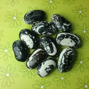 Chester Pole Bean Heirloom Seeds. Grown in Sudbury, Ontario, Canada. Organically Grown. Heritage Hobby Seed Ark.