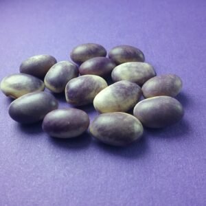 Blooming Prairie Bush Bean Heirloom Seeds. Grown in Sudbury, Ontario, Canada. Organically Grown. Heritage Hobby Seed Ark.