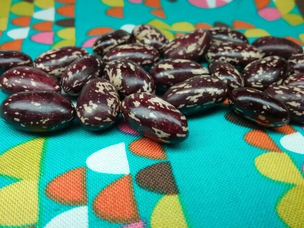 Berta Telaska Heirloom Pole Bean Seeds. Grown in Sudbury, Ontario Canada. Organically grown. Heritage Hobby Seed Ark.