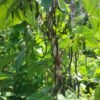 Carminat Pole Bean Heirloom Seeds. Grown in Sudbury, Ontario, Canada. Organically Grown. Heritage Hobby Seed Ark.