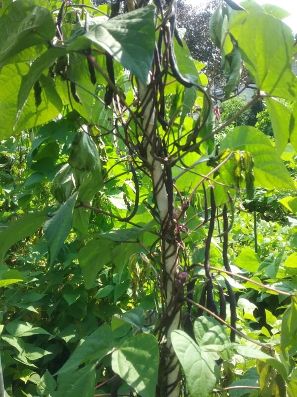 Carminat Pole Bean Heirloom Seeds. Grown in Sudbury, Ontario, Canada. Organically Grown. Heritage Hobby Seed Ark.