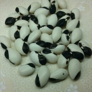 Černá Tanečnice Pole Bean Heirloom Seeds. Grown in Sudbury, Ontario, Canada. Organically Grown. Heritage Hobby Seed Ark.