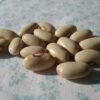 Bounty Hunter Semi-Runner Bean Heirloom Seeds. Grown in Sudbury, Ontario, Canada. Organically Grown. Heritage Hobby Seed Ark.