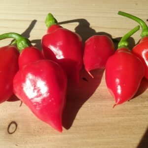 Hot Pepper Seeds