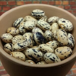 Blue Ribbon Bush Bean Heirloom Seeds. Grown in Sudbury, Ontario, Canada. Organically Grown. Heritage Hobby Seed Ark.