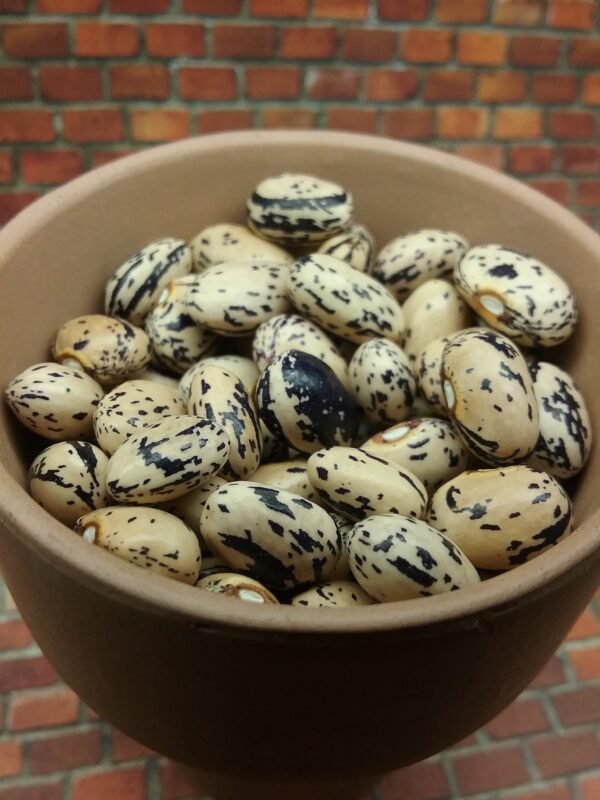 Blue Ribbon Bush Bean Heirloom Seeds. Grown in Sudbury, Ontario, Canada. Organically Grown. Heritage Hobby Seed Ark.