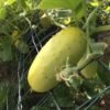 Salt & Pepper Cucumber Heirloom Seeds Grown in Sudbury, Ontario, Canada. Grown Organically. Heritage Hobby Seed Ark.