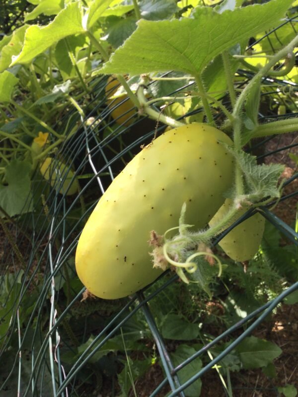 Salt & Pepper Cucumber Heirloom Seeds Grown in Sudbury, Ontario, Canada. Grown Organically. Heritage Hobby Seed Ark.