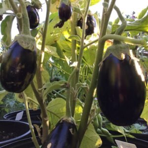 Eggplant Seeds