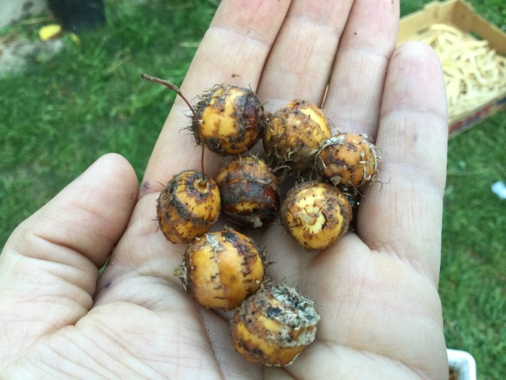 Heirloom Chufa Nuts. Ground Almonds. Grown in Sudbury, Ontario, Canada. Grown Organically. Heritage Hobby Seed Ark.