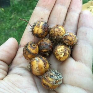 Heirloom Chufa Nuts. Ground Almonds. Grown in Sudbury, Ontario, Canada. Grown Organically. Heritage Hobby Seed Ark.