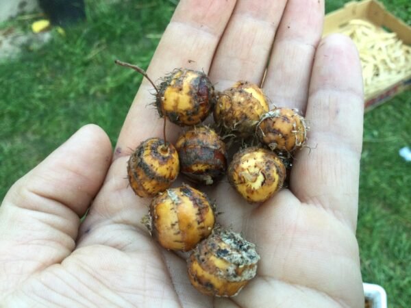 Heirloom Chufa Nuts. Ground Almonds. Grown in Sudbury, Ontario, Canada. Grown Organically. Heritage Hobby Seed Ark.