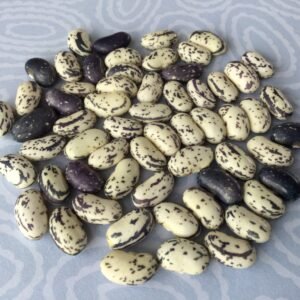 Lavender Swirl Heirloom Pole Bean Seeds. Grown in Sudbury, Ontario, Canada. Grown Organically. Heritage Hobby Seed Ark.