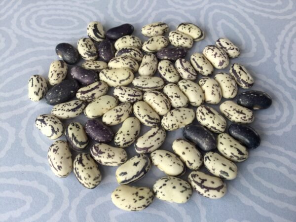 Lavender Swirl Heirloom Pole Bean Seeds. Grown in Sudbury, Ontario, Canada. Grown Organically. Heritage Hobby Seed Ark.