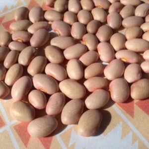 Bolita Semi-Runner Bean Heirloom Seeds. Grown in Sudbury, Ontario, Canada. Organically Grown. Heritage Hobby Seed Ark.