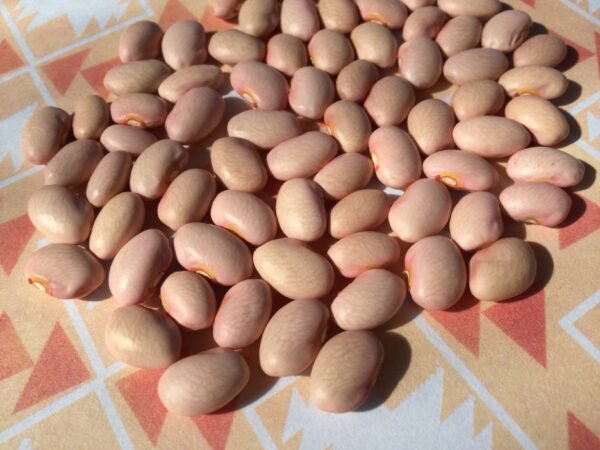 Bolita Semi-Runner Bean Heirloom Seeds. Grown in Sudbury, Ontario, Canada. Organically Grown. Heritage Hobby Seed Ark.