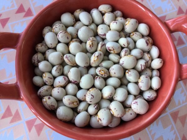 Cape Sugar Semi-Runner Bean Heirloom Seeds. Grown in Sudbury, Ontario, Canada. Organically Grown. Heritage Hobby Seed Ark.