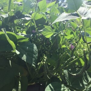 Annelino di Trento Heirloom Bush Bean Seeds. Grown in Sudbury, Ontario, Canada. Grown organically. Heritage Hobby Seed Ark.