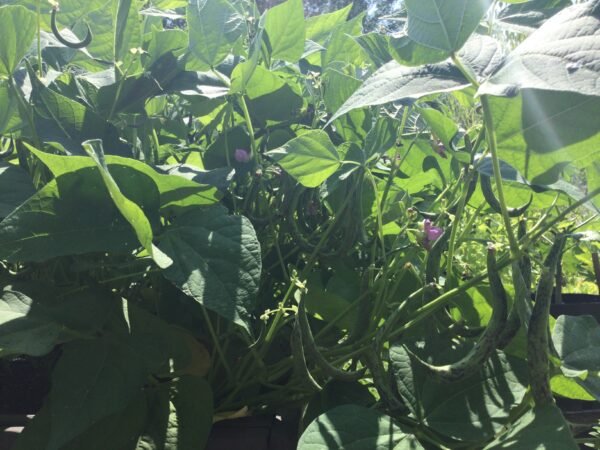 Annelino di Trento Heirloom Bush Bean Seeds. Grown in Sudbury, Ontario, Canada. Grown organically. Heritage Hobby Seed Ark.