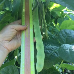 Ascherslebener Meisterwerk Heirloom Pole Bean Seeds. Grown in Sudbury, Ontario, Canada, Organically grown. Heritage Hobby Seed Ark.