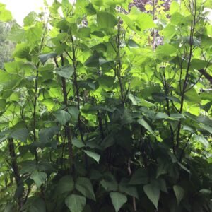 Semi-Runner Bean Seeds