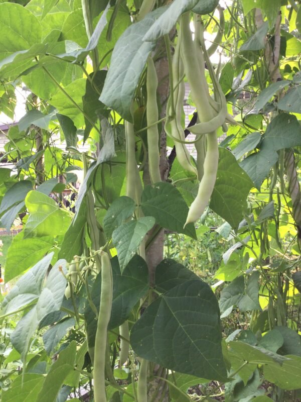 Bai Bu Lao Heirloom Pole Bean Seeds. Grown in Sudbury, Ontario, Canada. Organically grown. Heritage Hobby Seed Ark.