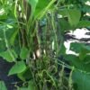 Broughton Astley Pole Bean Heirloom Seeds. Grown in Sudbury, Ontario, Canada. Organically Grown. Heritage Hobby Seed Ark.