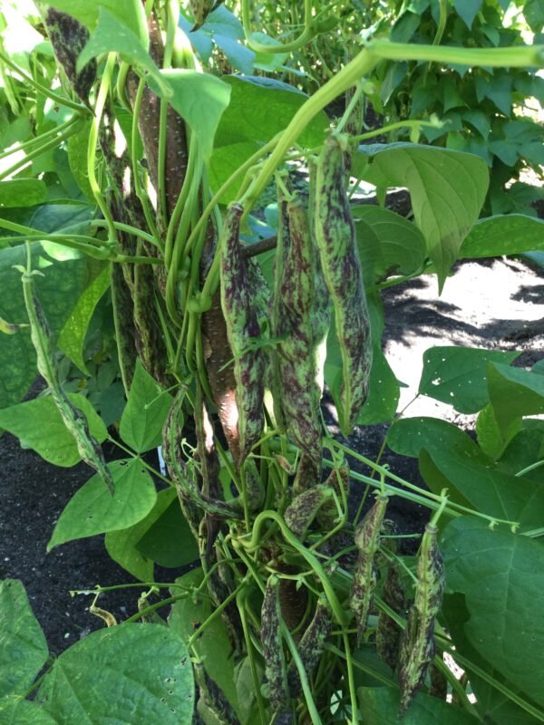 Broughton Astley Pole Bean Heirloom Seeds. Grown in Sudbury, Ontario, Canada. Organically Grown. Heritage Hobby Seed Ark.