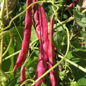 Crevette Kidney Pole Bean Heirloom Seeds. Grown in Sudbury, Ontario, Canada. Organically Grown. Heritage Hobby Seed Ark.