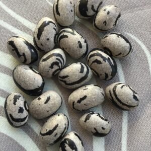 Bigarrada Gris-Negre Pole Bean Heirloom Seeds. Grown in Sudbury, Ontario, Canada. Organically Grown. Heritage Hobby Seed Ark.