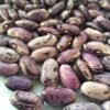 Bay of Fundy Amethyst Heirloom Bush Bean Seeds. Grown in Sudbury, Ontario, Canada. Organically grown. Heritage Harvest Seed Ark.