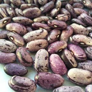 Bay of Fundy Amethyst Heirloom Bush Bean Seeds. Grown in Sudbury, Ontario, Canada. Organically grown. Heritage Harvest Seed Ark.