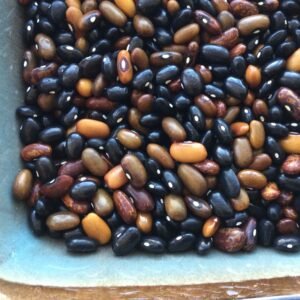 Beefy Resilient Grex Heirloom Bean Seeds. Grown in Sudbury, Ontario, Canada. Organically grown. Heritage Hobby Seed Ark.