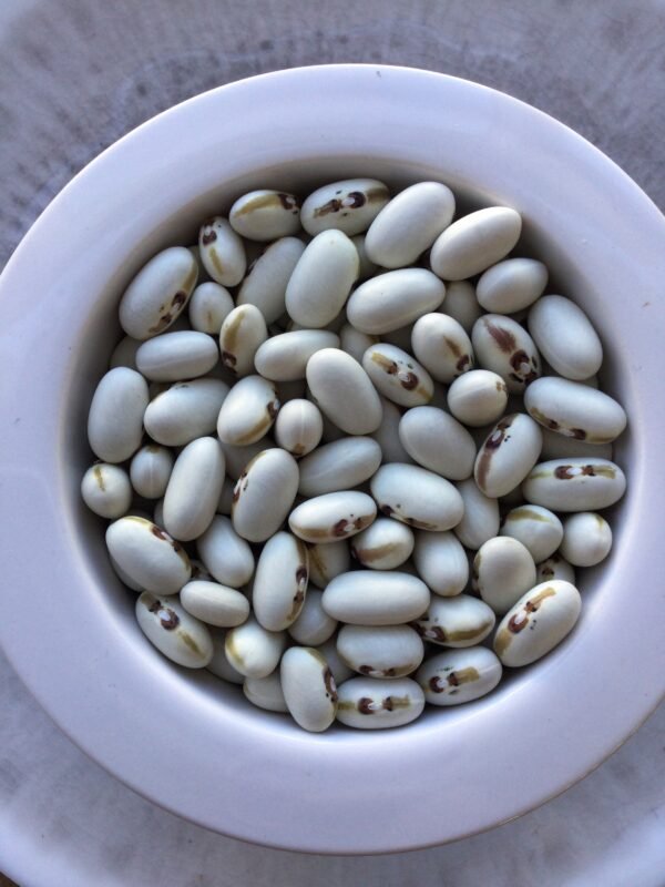 Angel Eye Heirloom Bush Bean Seeds. Grown in Sudbury, Ontario, Canada. Organically grown. Heritage Harvest Seed Ark.