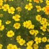 Orange and Lemon Gem Marigold Flower Heirloom Seeds Grown in Sudbury, Ontario, Canada. Grown Organically. Heritage Hobby Seed Ark.