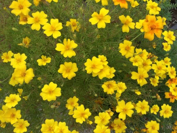 Orange and Lemon Gem Marigold Flower Heirloom Seeds Grown in Sudbury, Ontario, Canada. Grown Organically. Heritage Hobby Seed Ark.