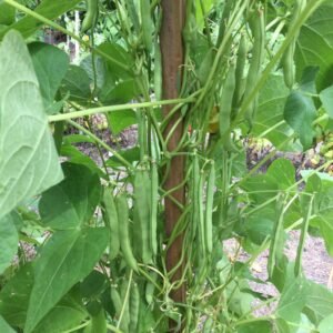 Parker's Half Runner Semi-Runner Bean Heirloom Seed Grown in Sudbury, Ontario, Canada. Grown Organically. Heritage Hobby Seed Ark.