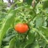 Sweet Orange Drop Pepper Heirloom Seeds Grown in Sudbury, Ontario, Canada. Grown Organically. Heritage Hobby Seed Ark.