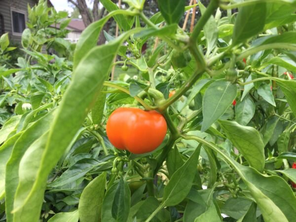 Sweet Orange Drop Pepper Heirloom Seeds Grown in Sudbury, Ontario, Canada. Grown Organically. Heritage Hobby Seed Ark.