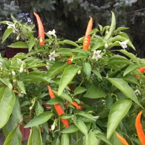 Orange Cayenne Pepper Heirloom Seeds Grown in Sudbury, Ontario, Canada. Grown Organically. Heritage Hobby Seed Ark.