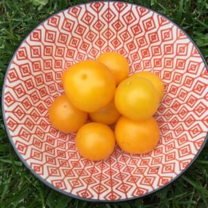 Yellow Ping Pong Tomato Heirloom Seeds Grown in Sudbury, Ontario, Canada. Grown Organically. Heritage Hobby Seed Ark.