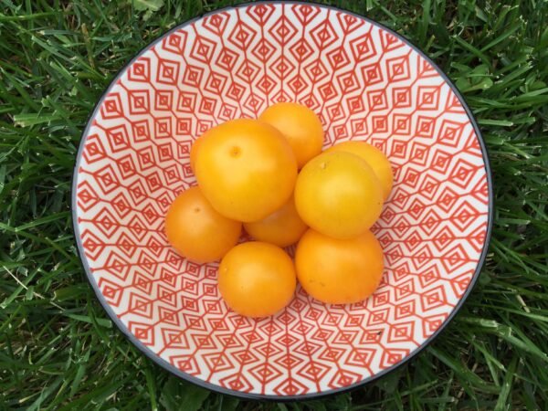 Yellow Ping Pong Tomato Heirloom Seeds Grown in Sudbury, Ontario, Canada. Grown Organically. Heritage Hobby Seed Ark.