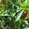 Fresno Pepper Heirloom Seeds Grown in Sudbury, Ontario, Canada. Grown Organically. Heritage Hobby Seed Ark.