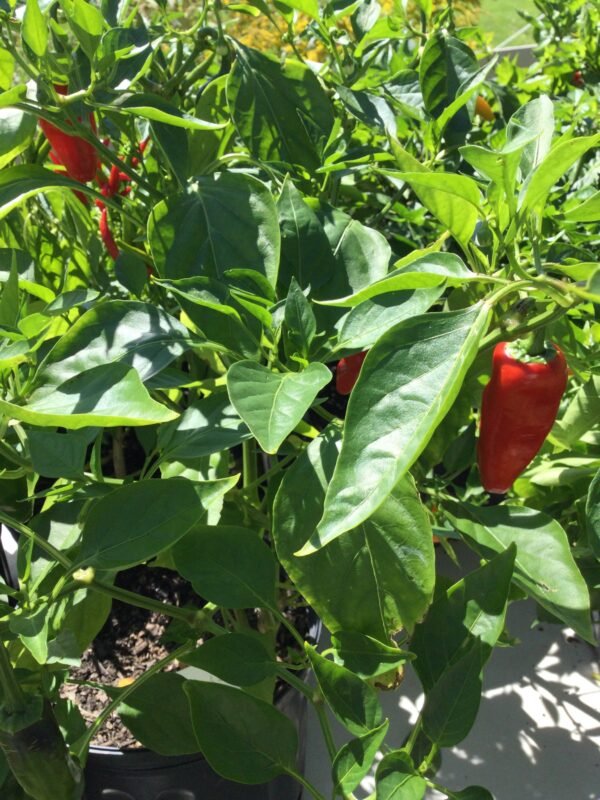 Fresno Pepper Heirloom Seeds Grown in Sudbury, Ontario, Canada. Grown Organically. Heritage Hobby Seed Ark.