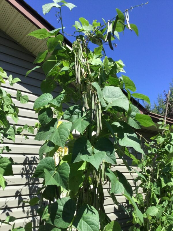 Purple KIngsessing Pole Bean Heirloom Seed Grown in Sudbury, Ontario, Canada. Grown Organically. Heritage Hobby Seed Ark.