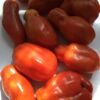 Tomato Heirloom Seeds Grown in Sudbury, Ontario, Canada. Grown Organically. Heritage Hobby Seed Ark.