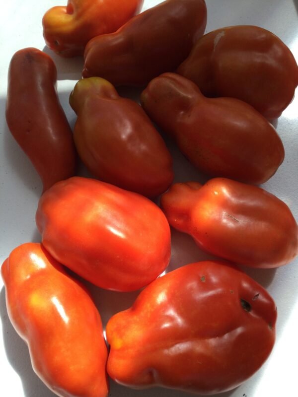 Tomato Heirloom Seeds Grown in Sudbury, Ontario, Canada. Grown Organically. Heritage Hobby Seed Ark.